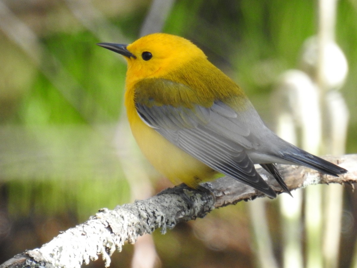 Prothonotary Warbler - John Finch