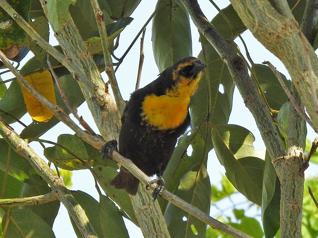 Yellow-headed Blackbird - ML617379530