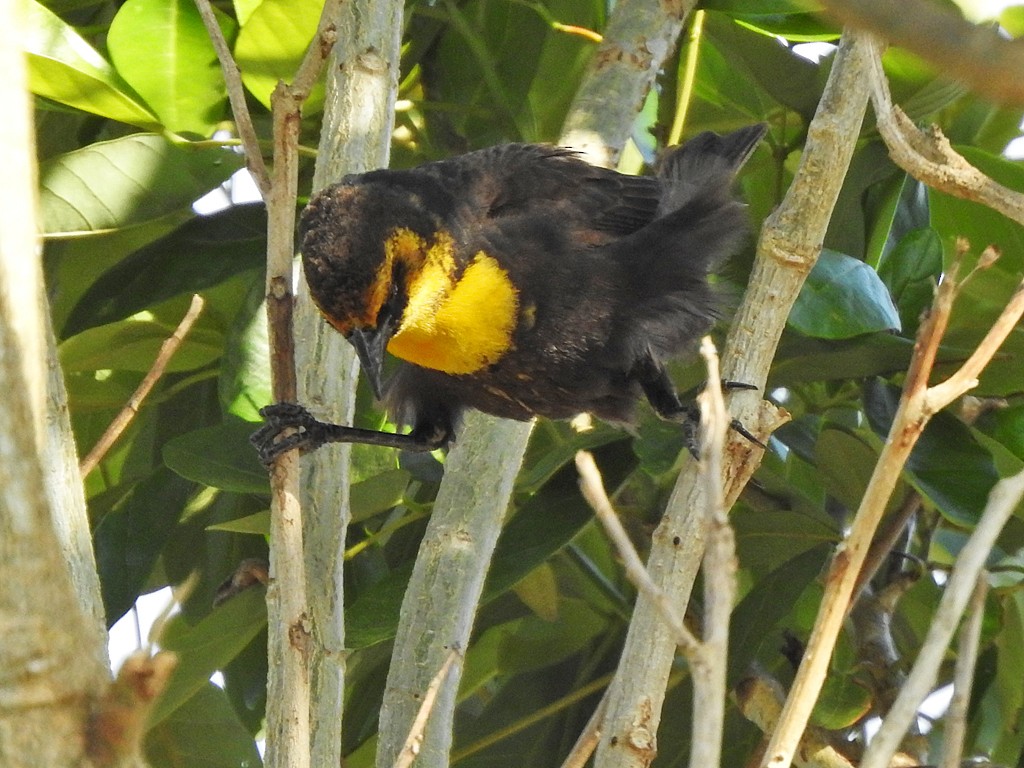 Yellow-headed Blackbird - ML617379531