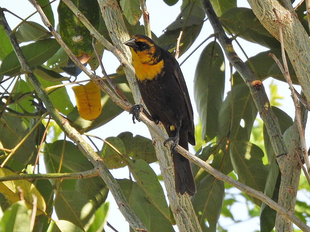 Yellow-headed Blackbird - ML617379532