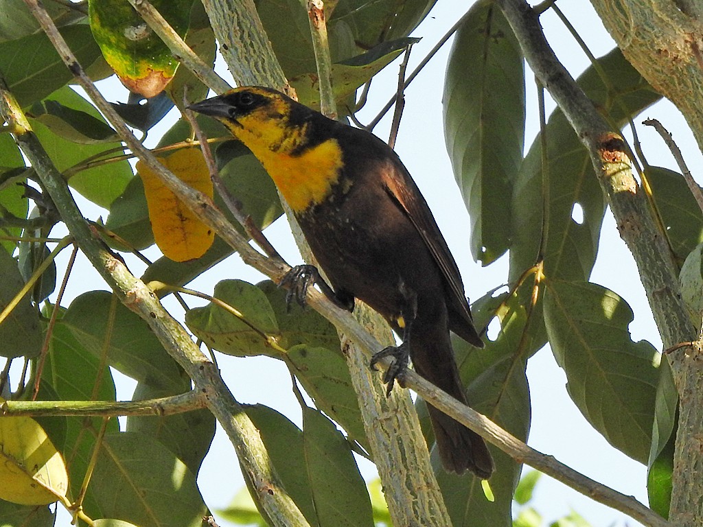 Yellow-headed Blackbird - ML617379533