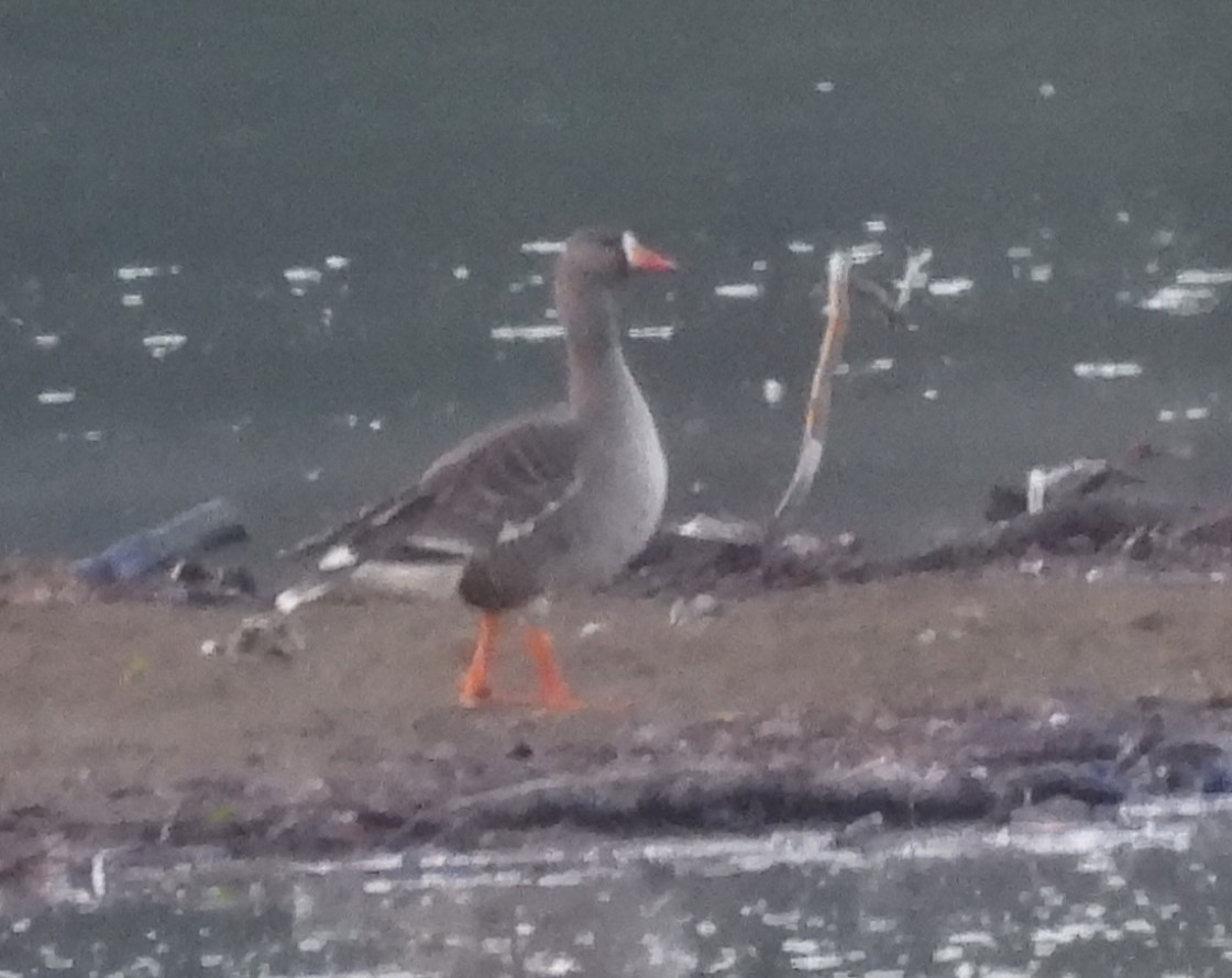 Greater White-fronted Goose - ML617379601
