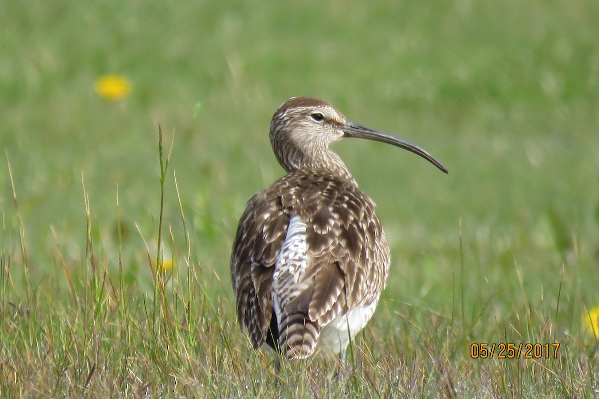 Whimbrel (European) - Paul Wolter