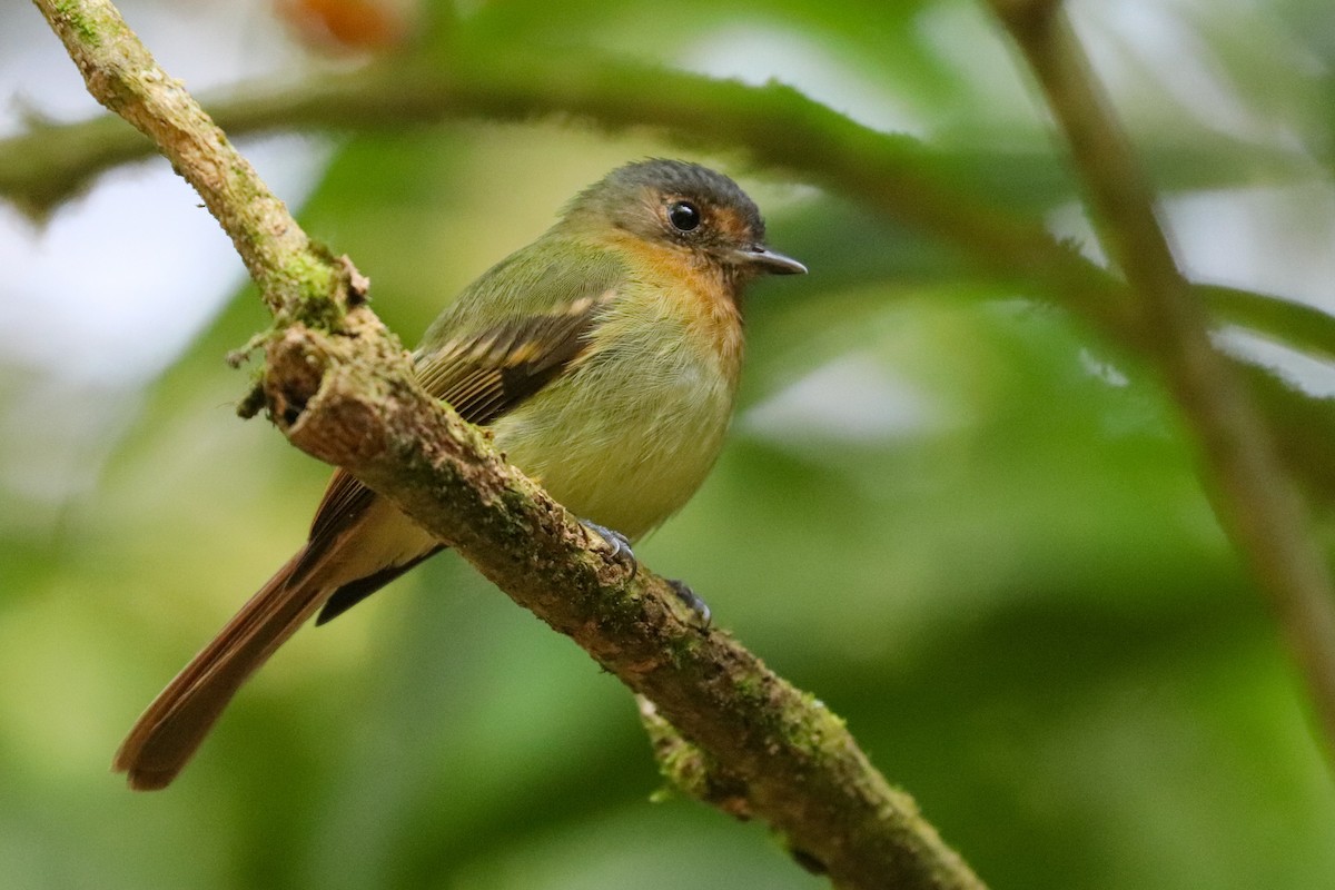 Rufous-breasted Flycatcher - Martina Nordstrand