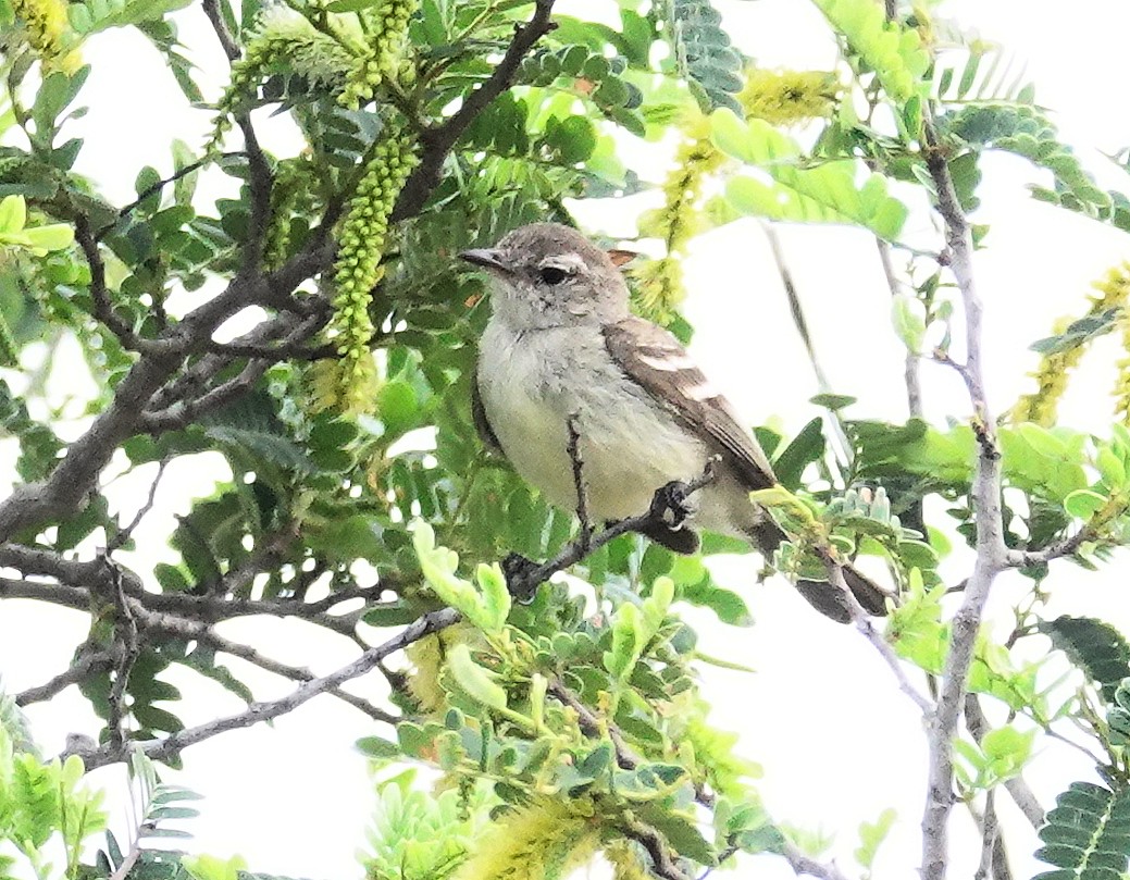 Southern Mouse-colored Tyrannulet - Joey Kellner