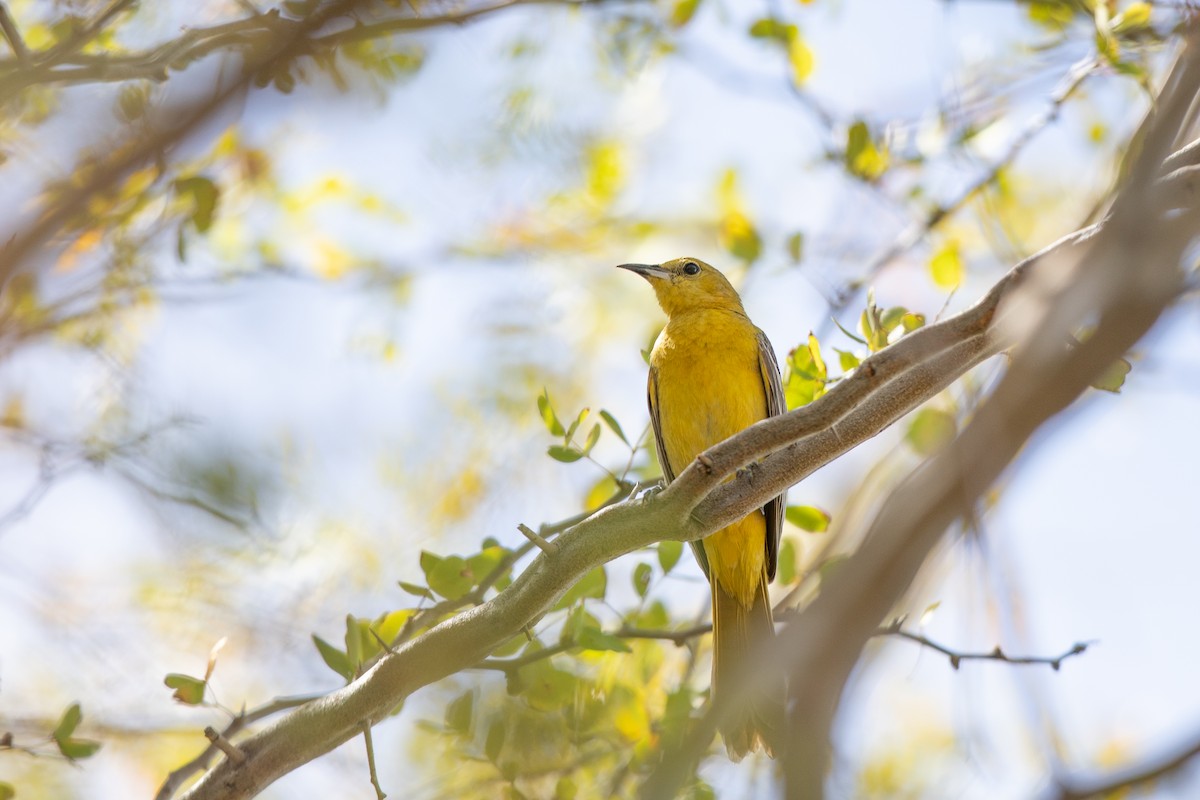 Hooded Oriole (nelsoni Group) - ML617379722