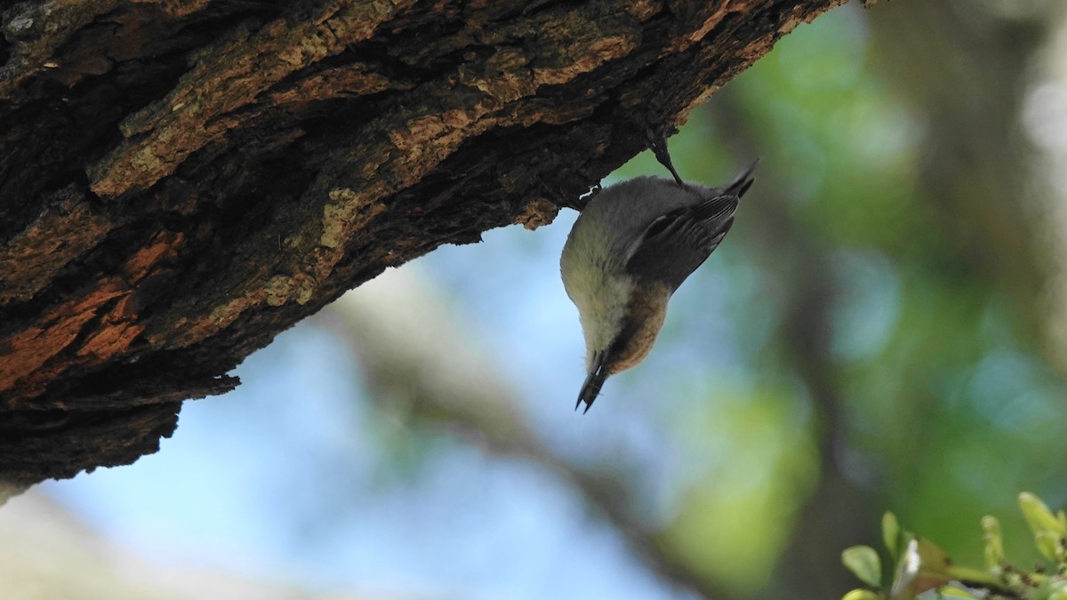 Brown-headed Nuthatch - ML617379759