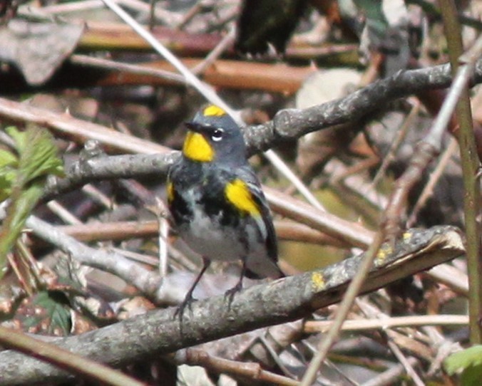 Yellow-rumped Warbler (Audubon's) - ML617379782
