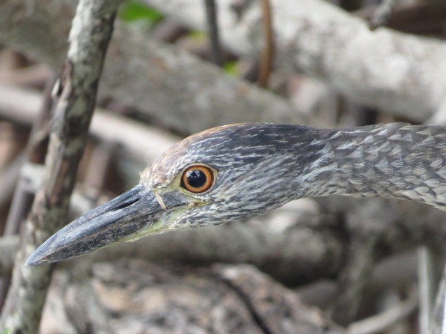 Yellow-crowned Night Heron - Lillian Russell