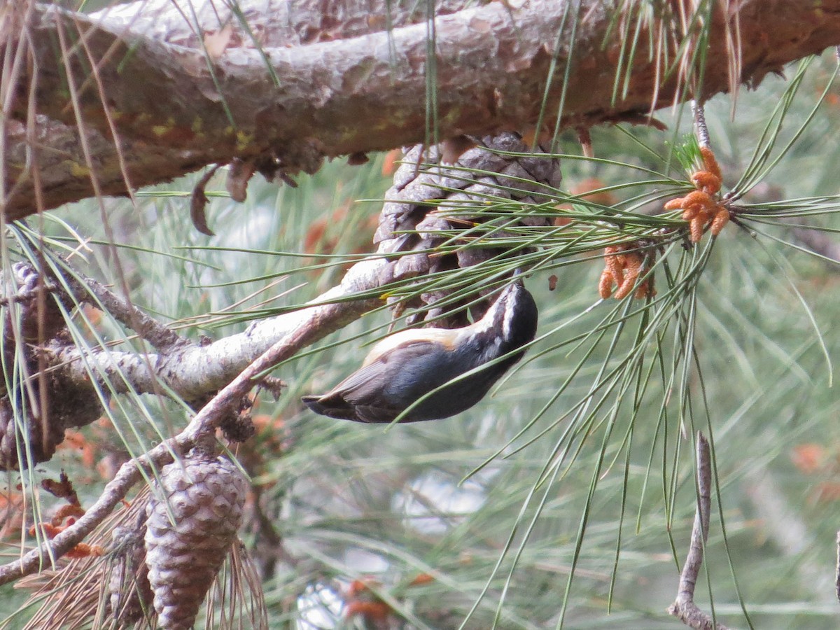 Red-breasted Nuthatch - ML617379884