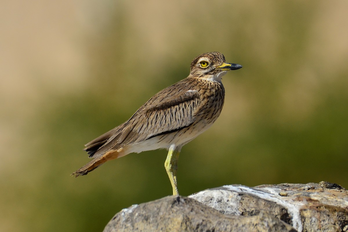 Senegal Thick-knee - Watter AlBahry