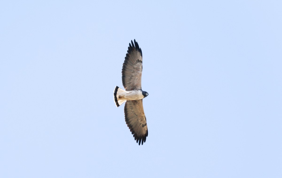 White-tailed Hawk - Abril Heredia