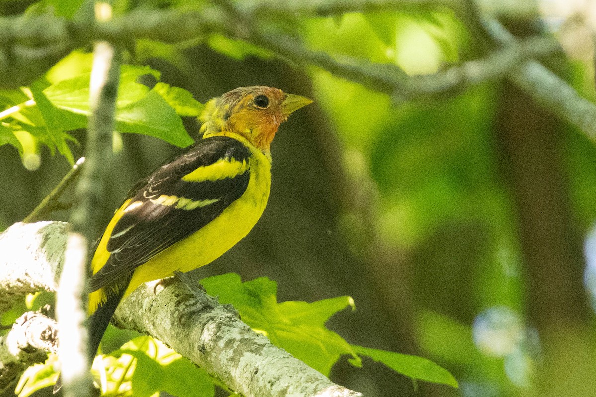 Western Tanager - ML617380020