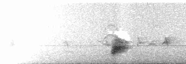 Поплітник коста-риканський - ML617380163