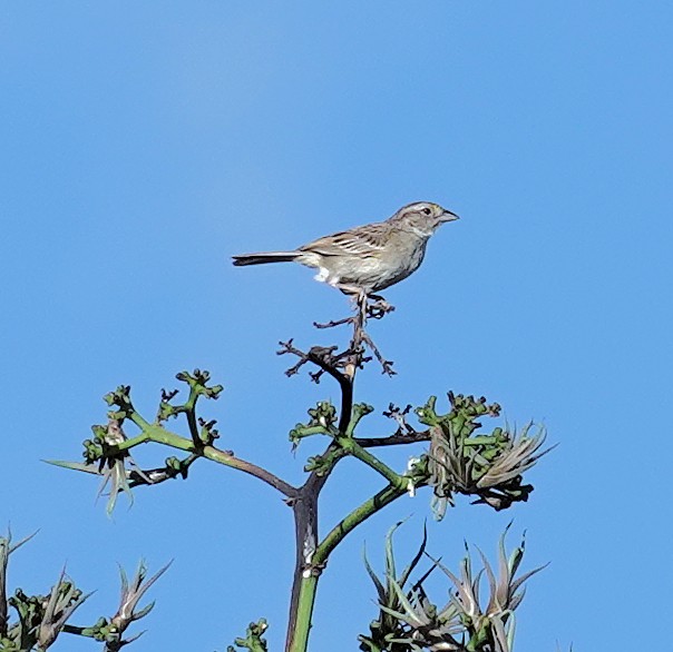 Grassland Sparrow - ML617380177