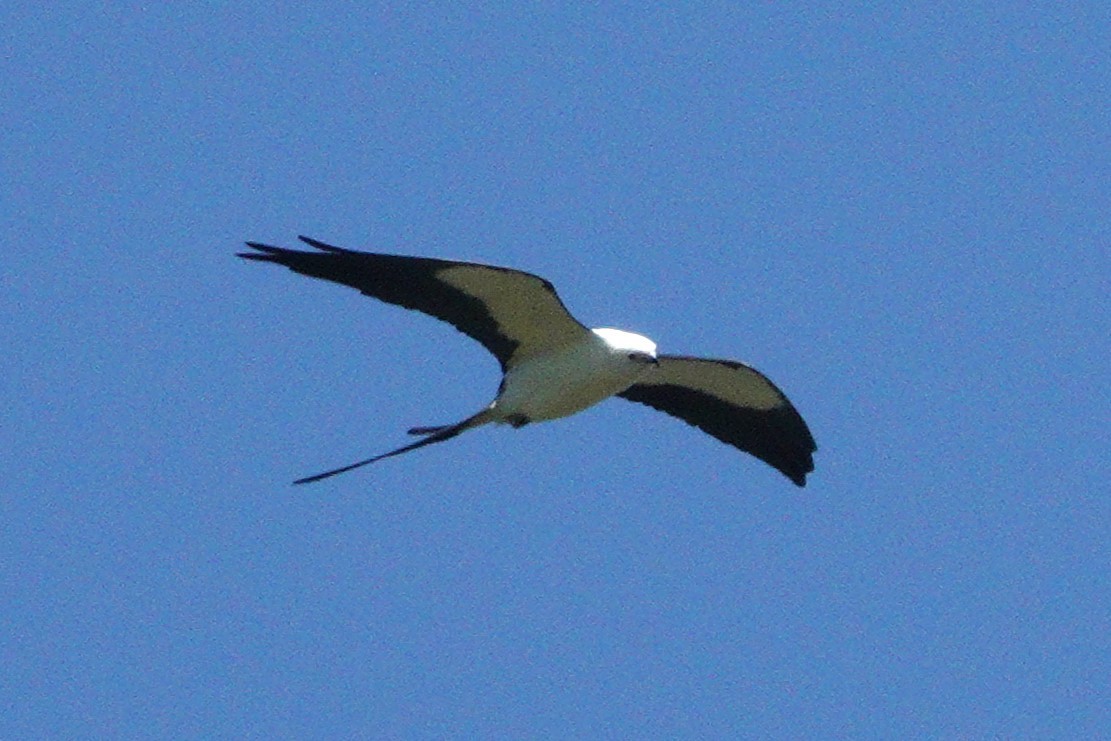 Swallow-tailed Kite - ML617380210