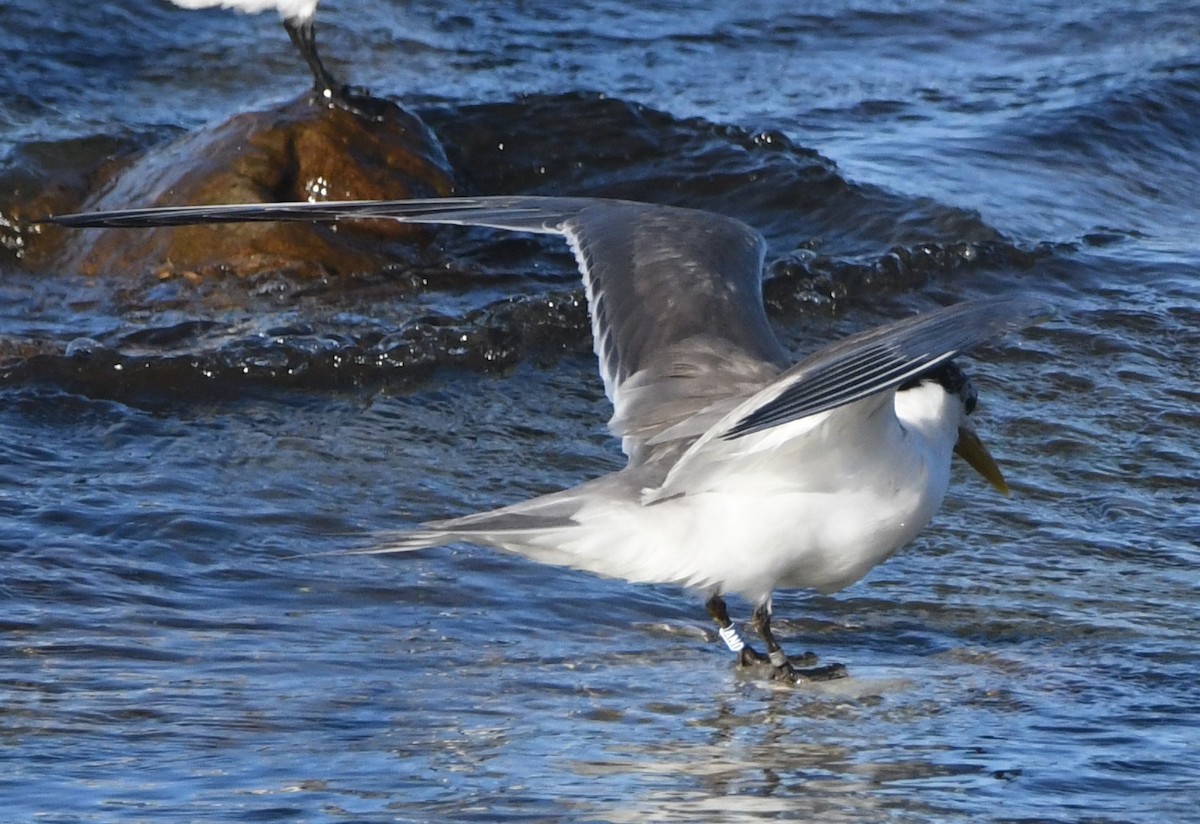 Great Crested Tern - ML617380437