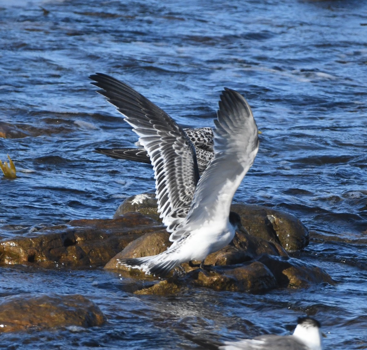 Great Crested Tern - ML617380442