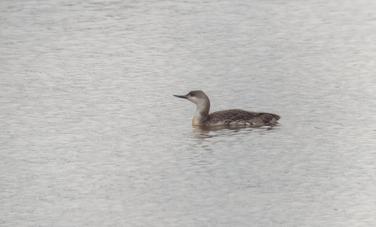 Red-throated Loon - ML617380624