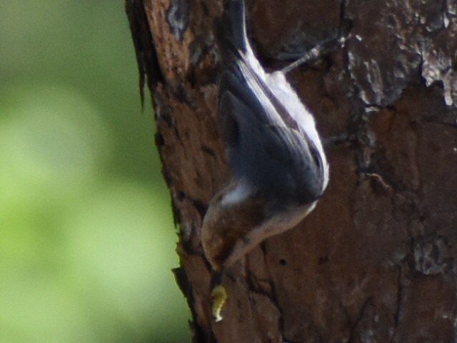 Brown-headed Nuthatch - ML617380638
