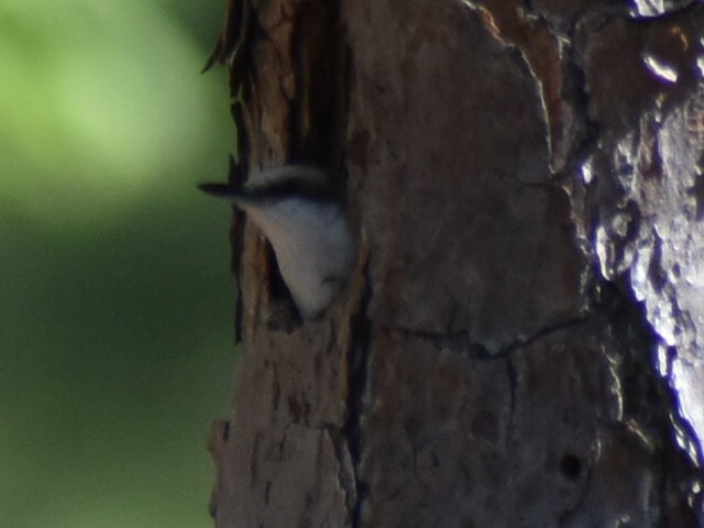 Brown-headed Nuthatch - ML617380639
