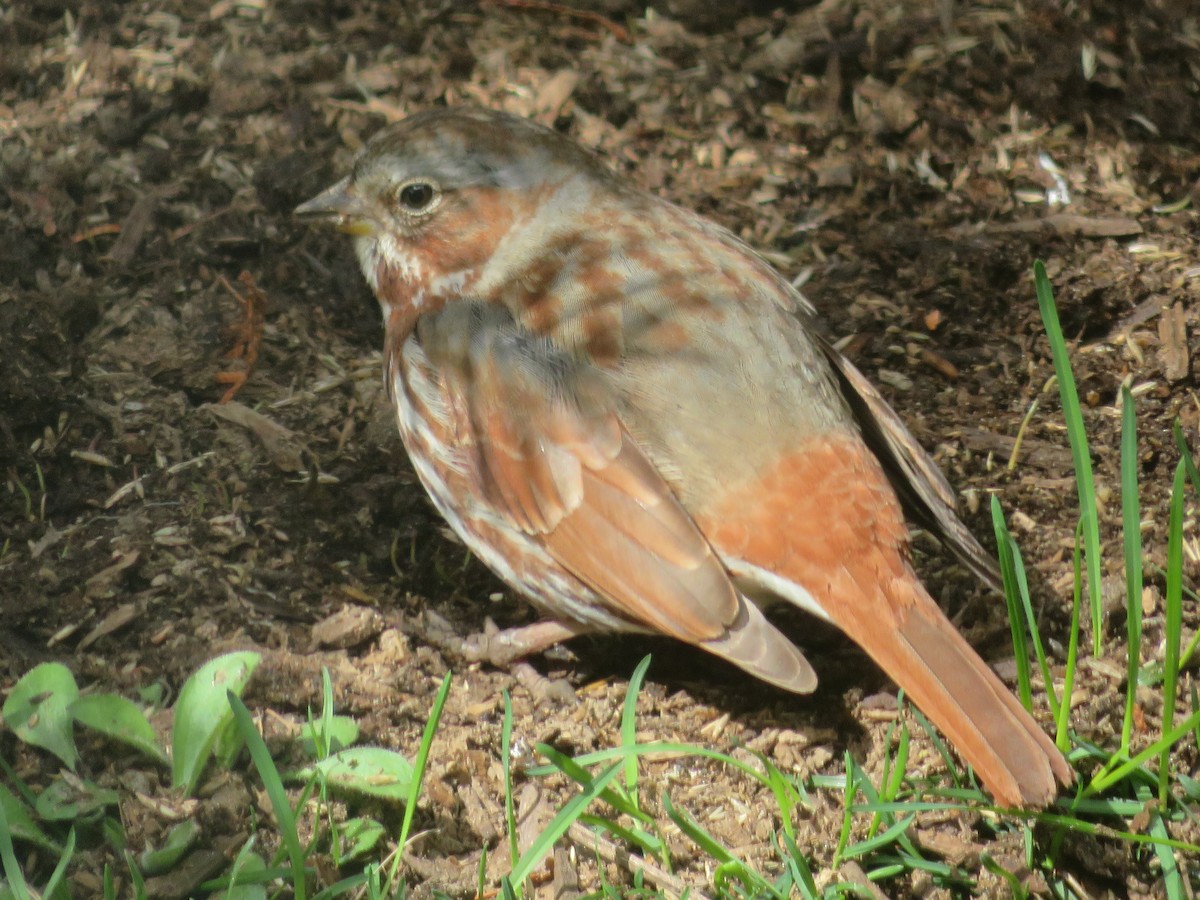Fox Sparrow - ML617380643