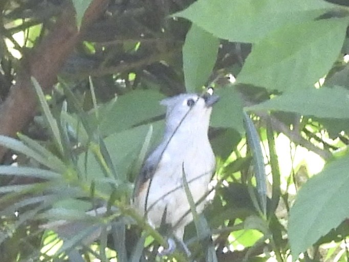 eBird Checklist - 14 Apr 2024 - Julington Creek Plantation - 7 species