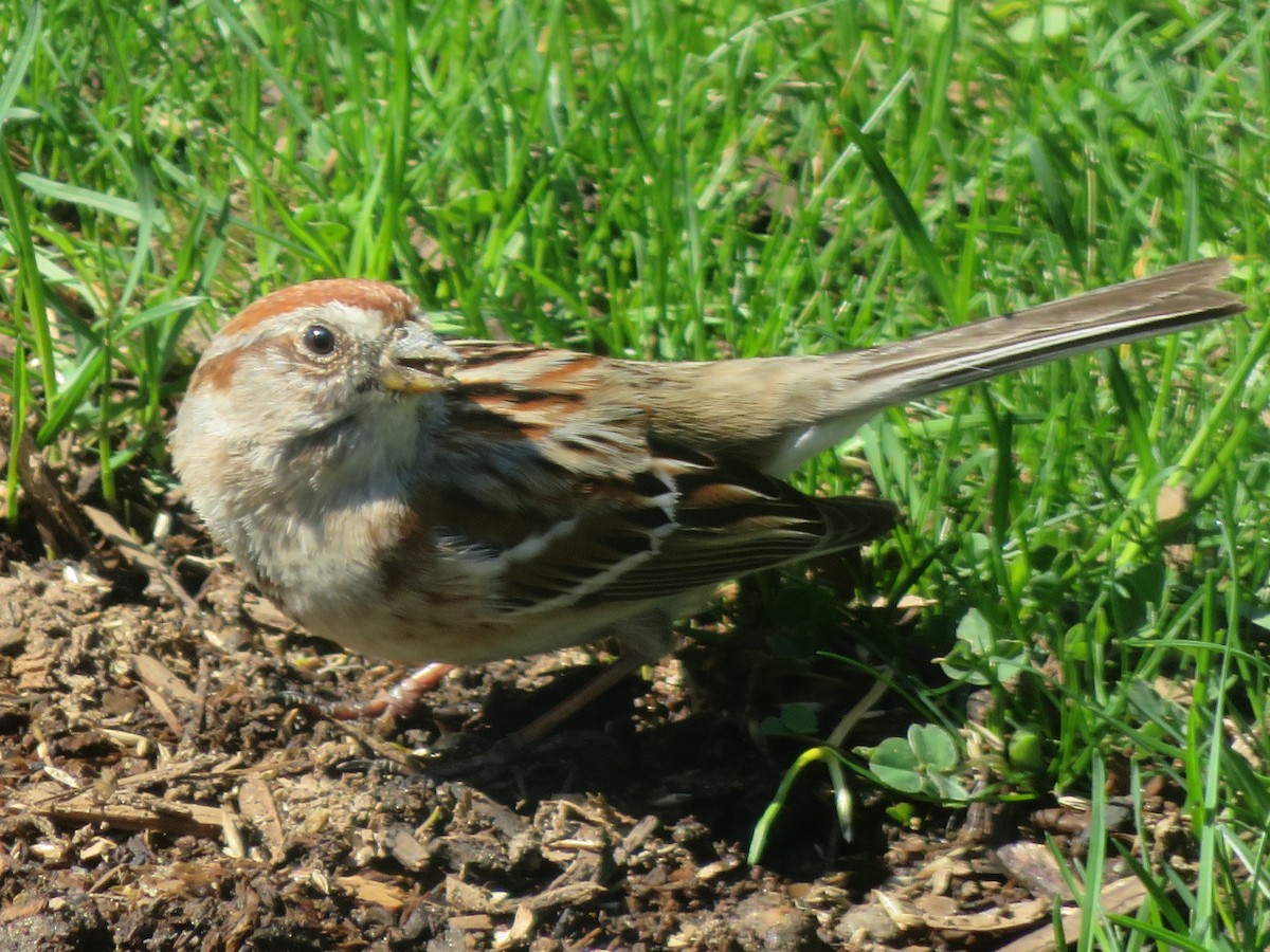 American Tree Sparrow - ML617380971