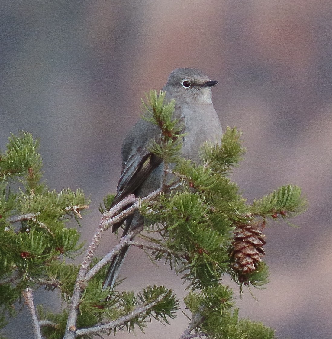 Townsend's Solitaire - ML617380979