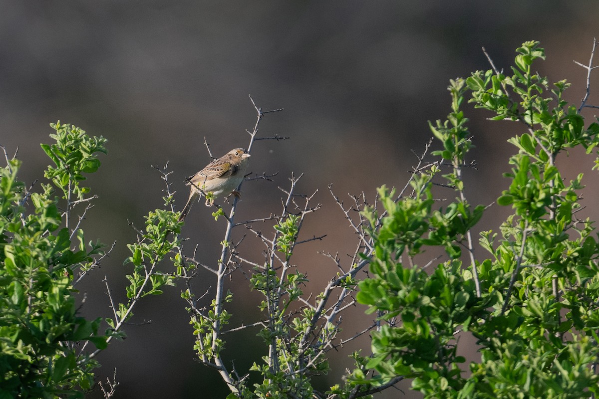 Grasshopper Sparrow - ML617381052