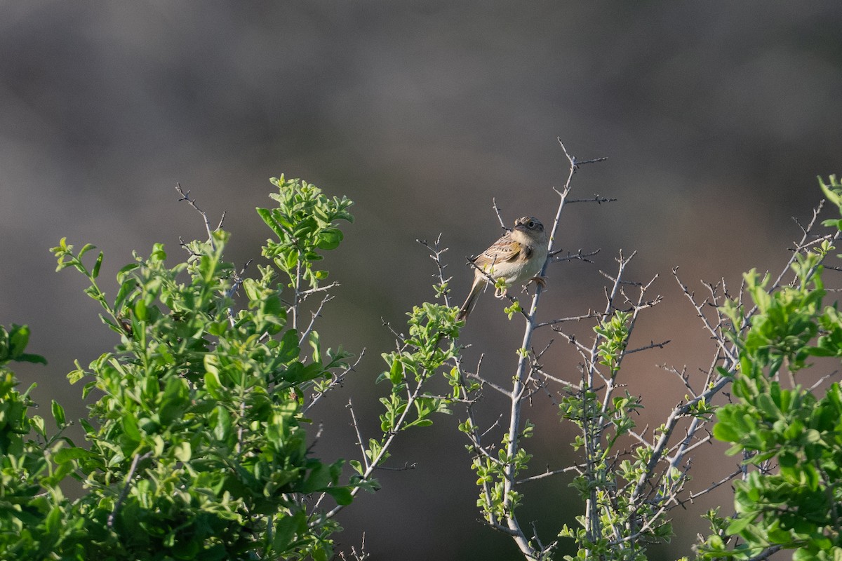 Grasshopper Sparrow - ML617381060