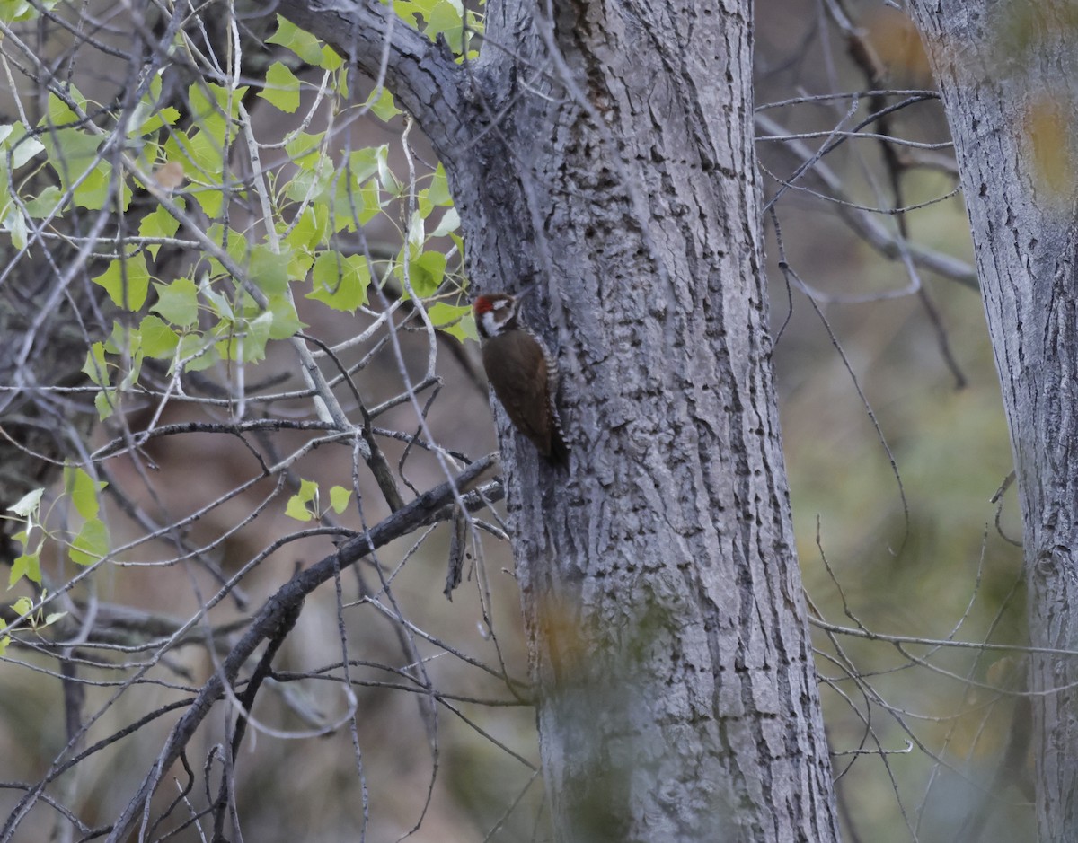 Arizona Woodpecker - ML617381249
