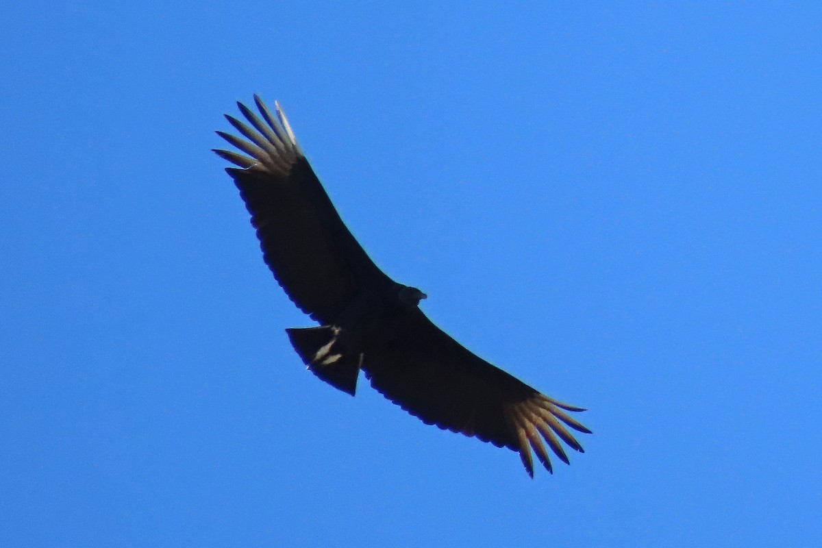 Black Vulture - ML617381265