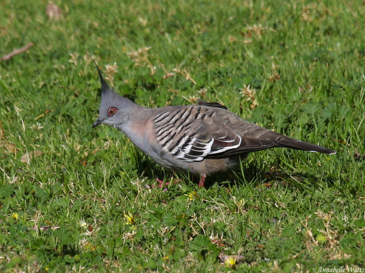 Crested Pigeon - ML617381281