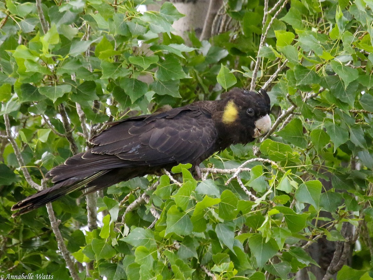 Yellow-tailed Black-Cockatoo - Justin Watts