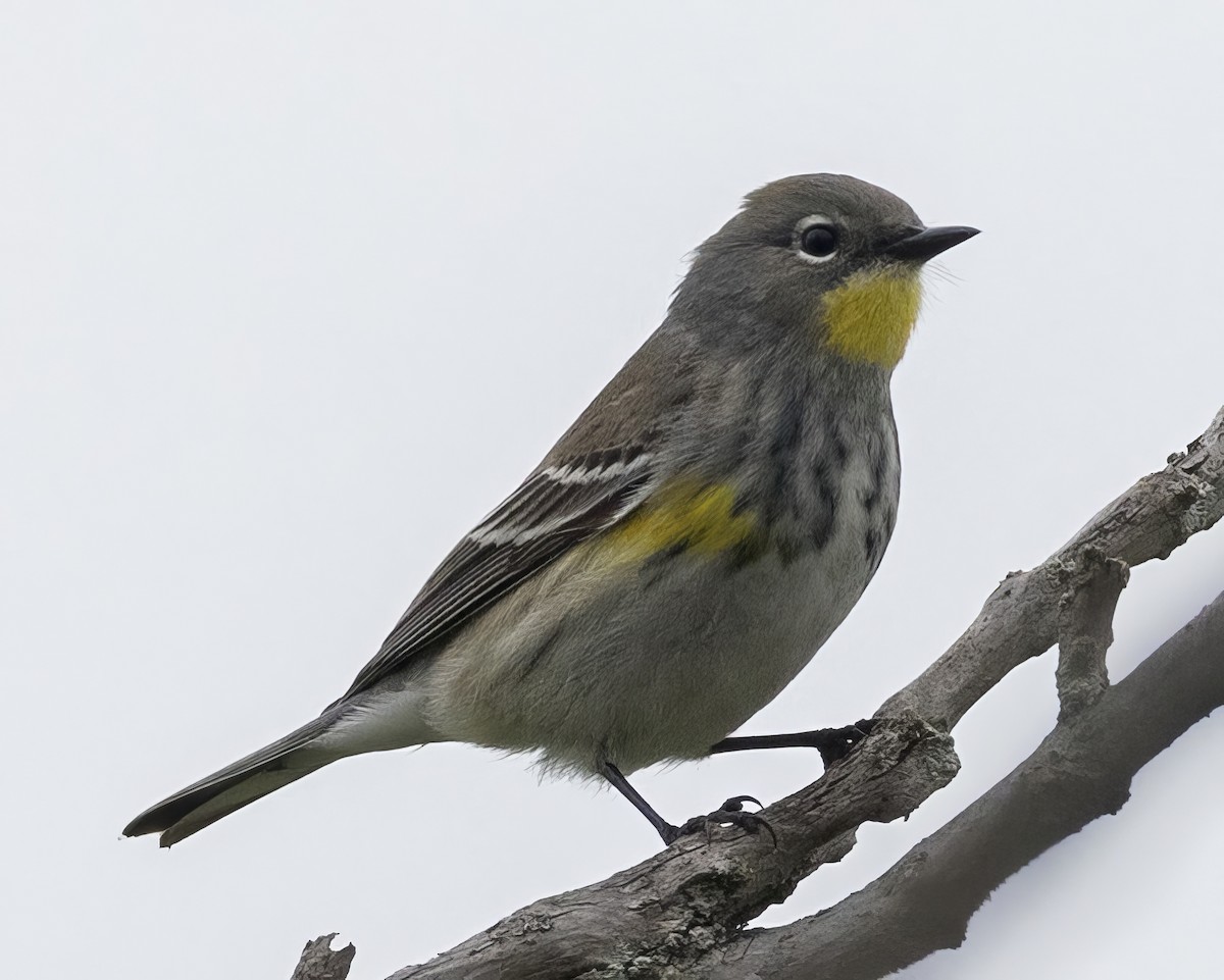 Yellow-rumped Warbler (Audubon's) - ML617381490