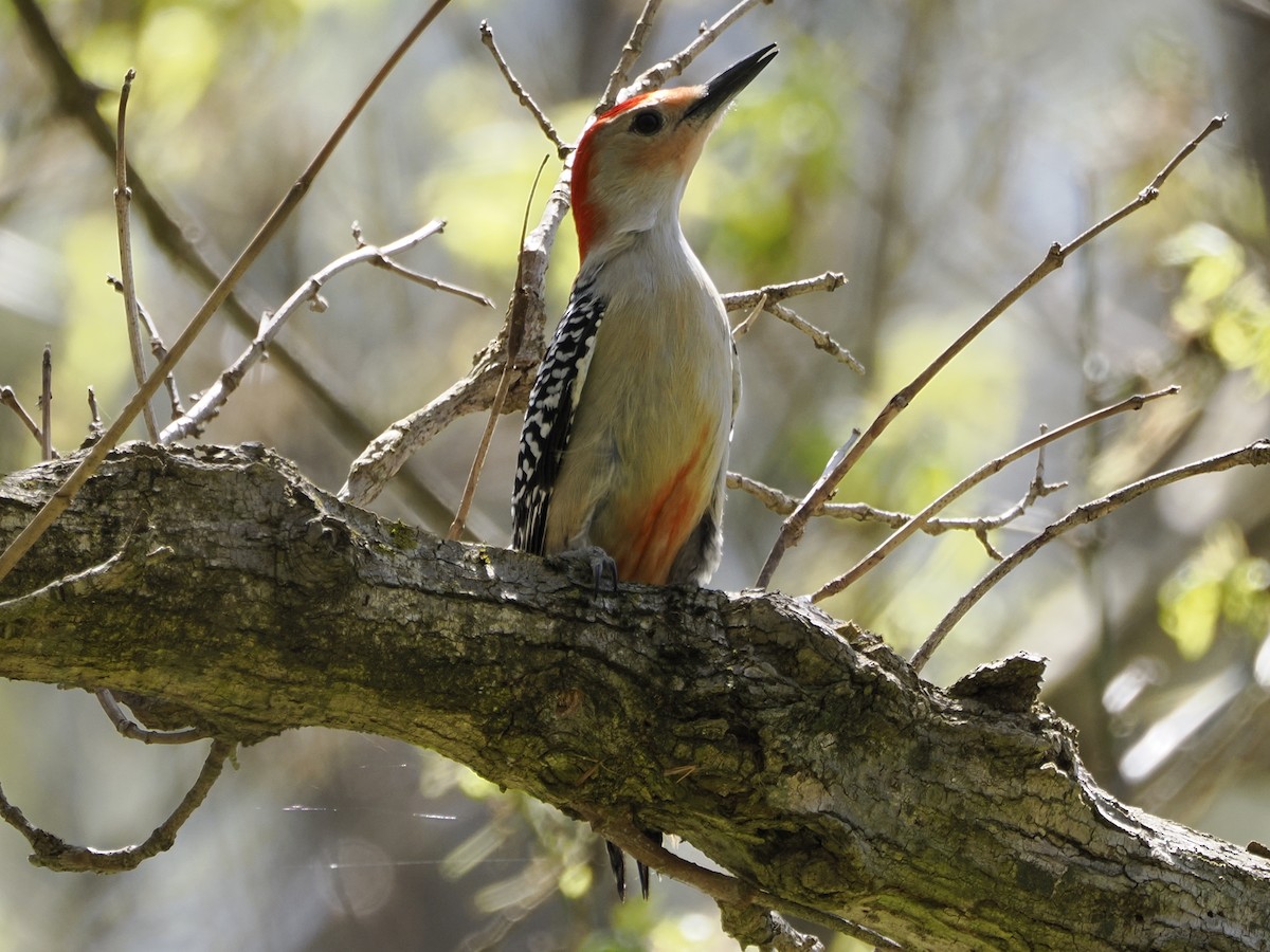 Red-bellied Woodpecker - ML617381522