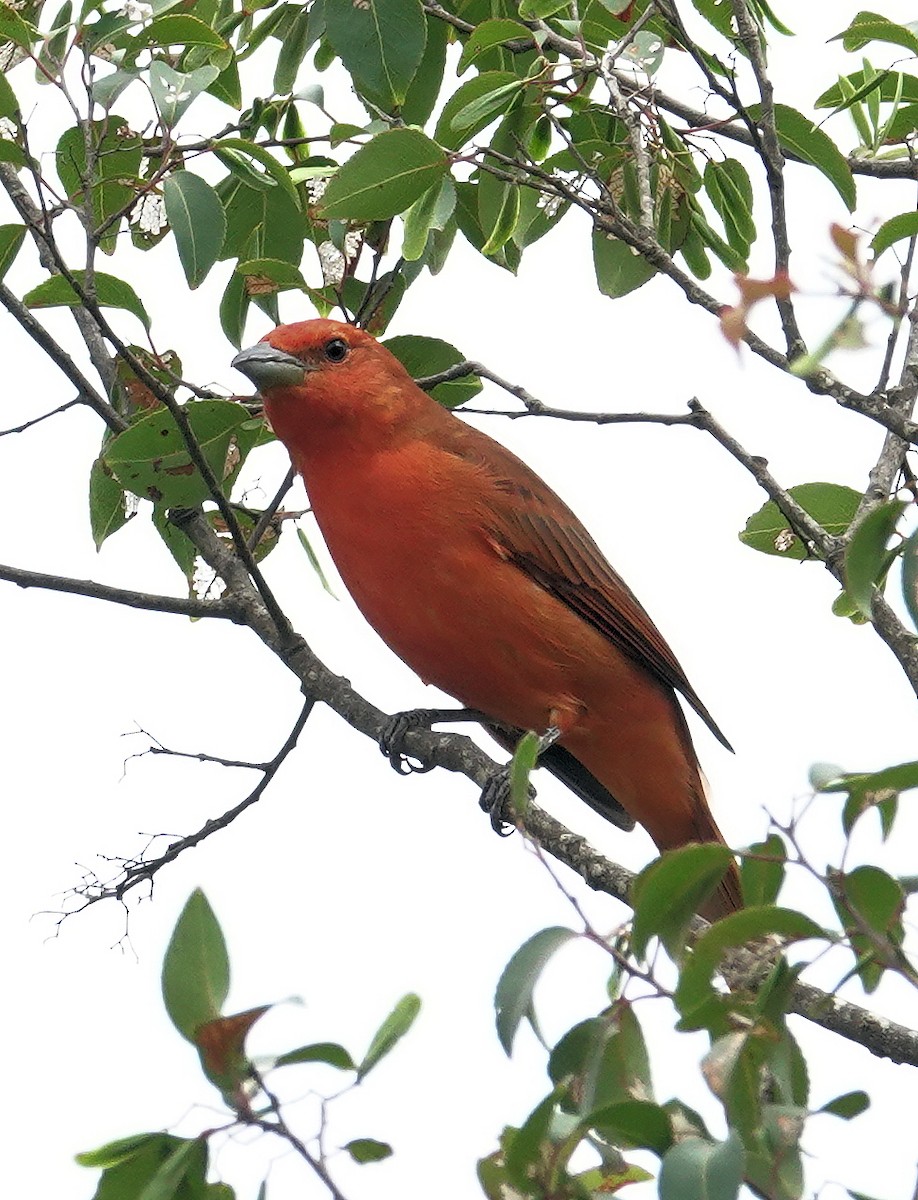 Hepatic Tanager (Lowland) - ML617381594