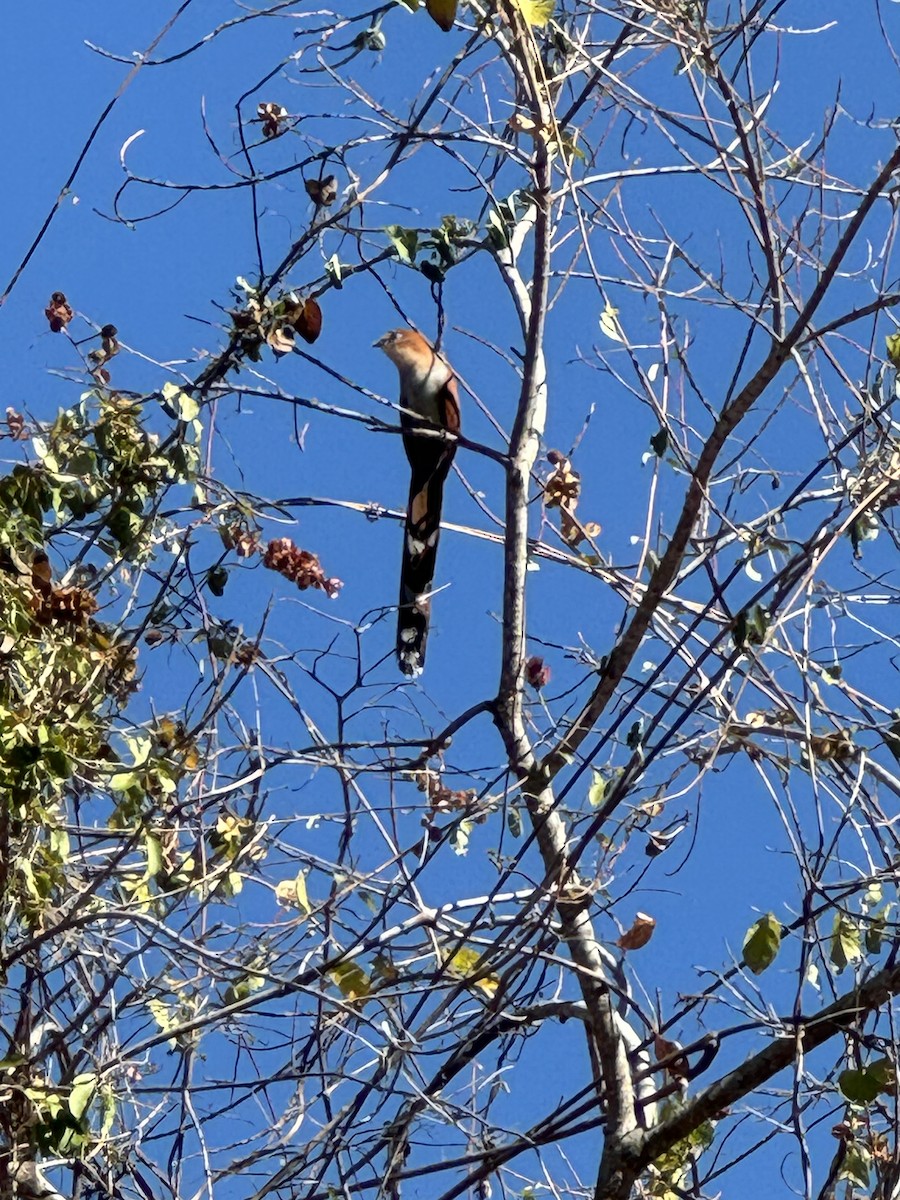 Squirrel Cuckoo (West Mexico) - Francis Toldi