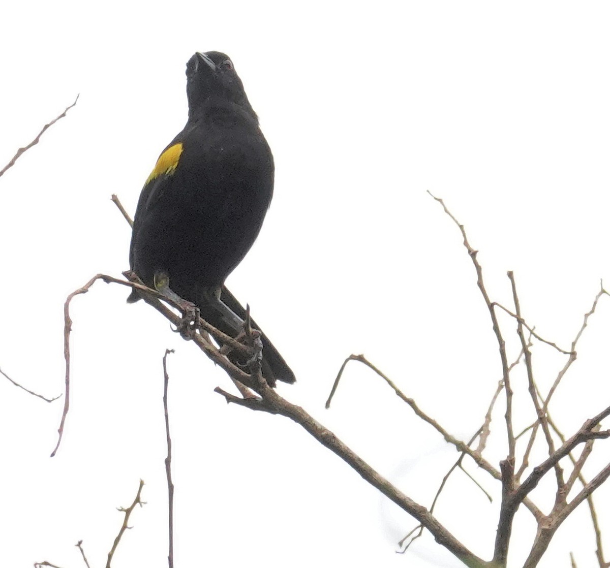 Variable Oriole (Yellow-shouldered) - ML617381702