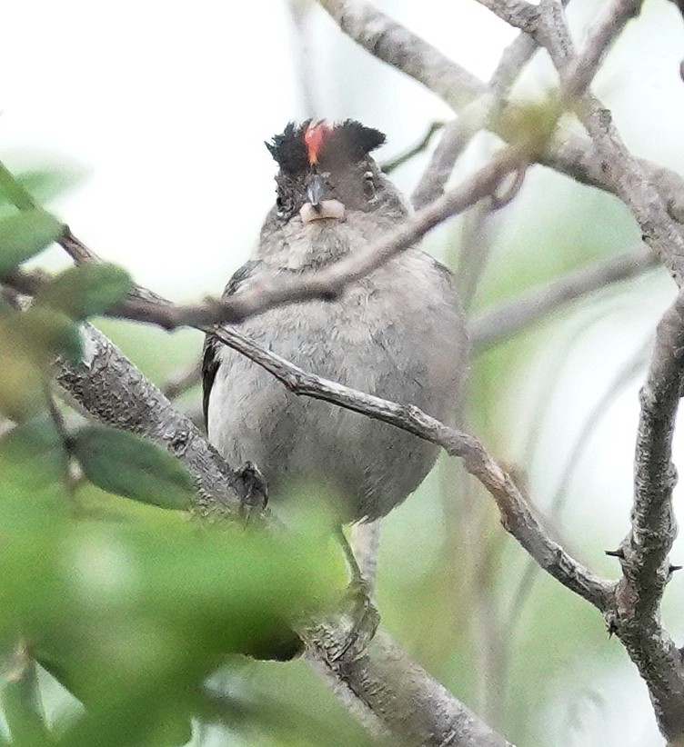 Pileated Finch - ML617381714
