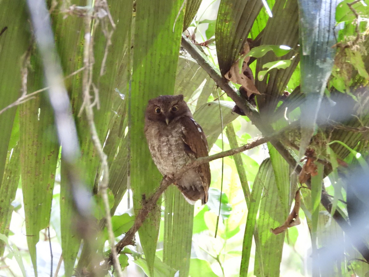 Middle American Screech-Owl - WS Barbour