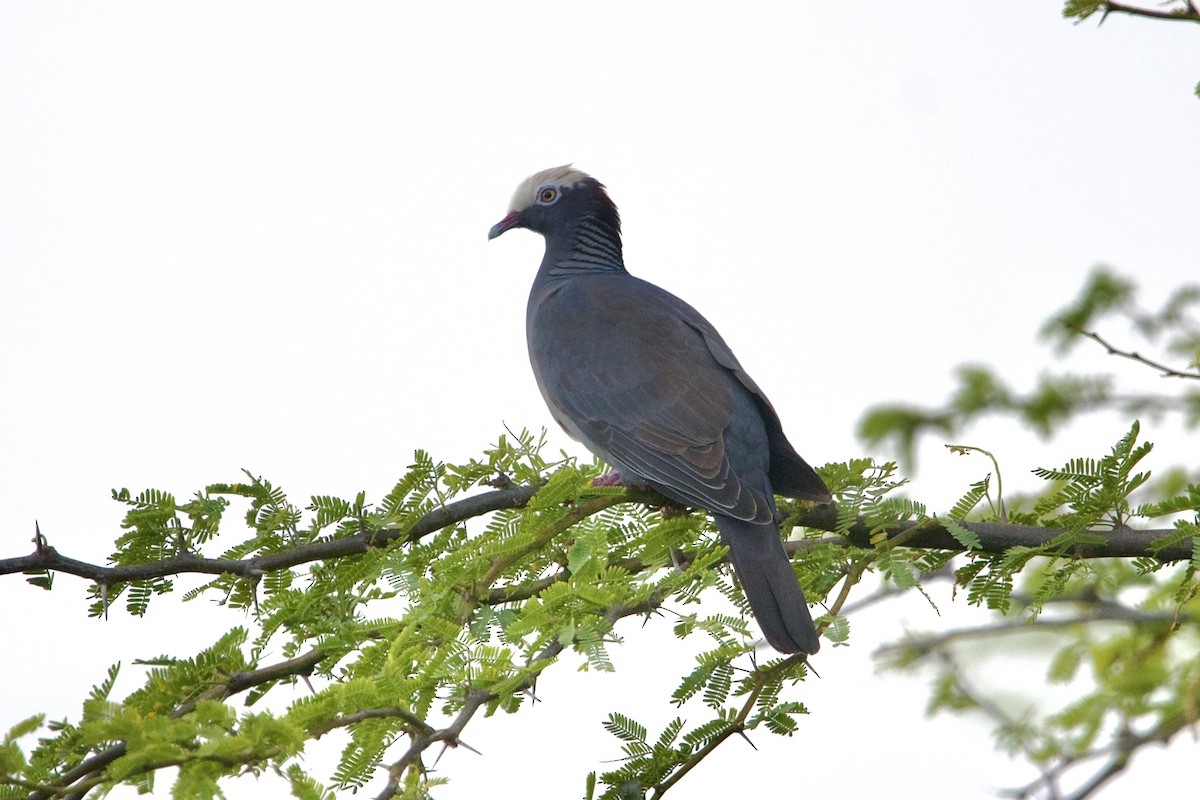 White-crowned Pigeon - ML617381757
