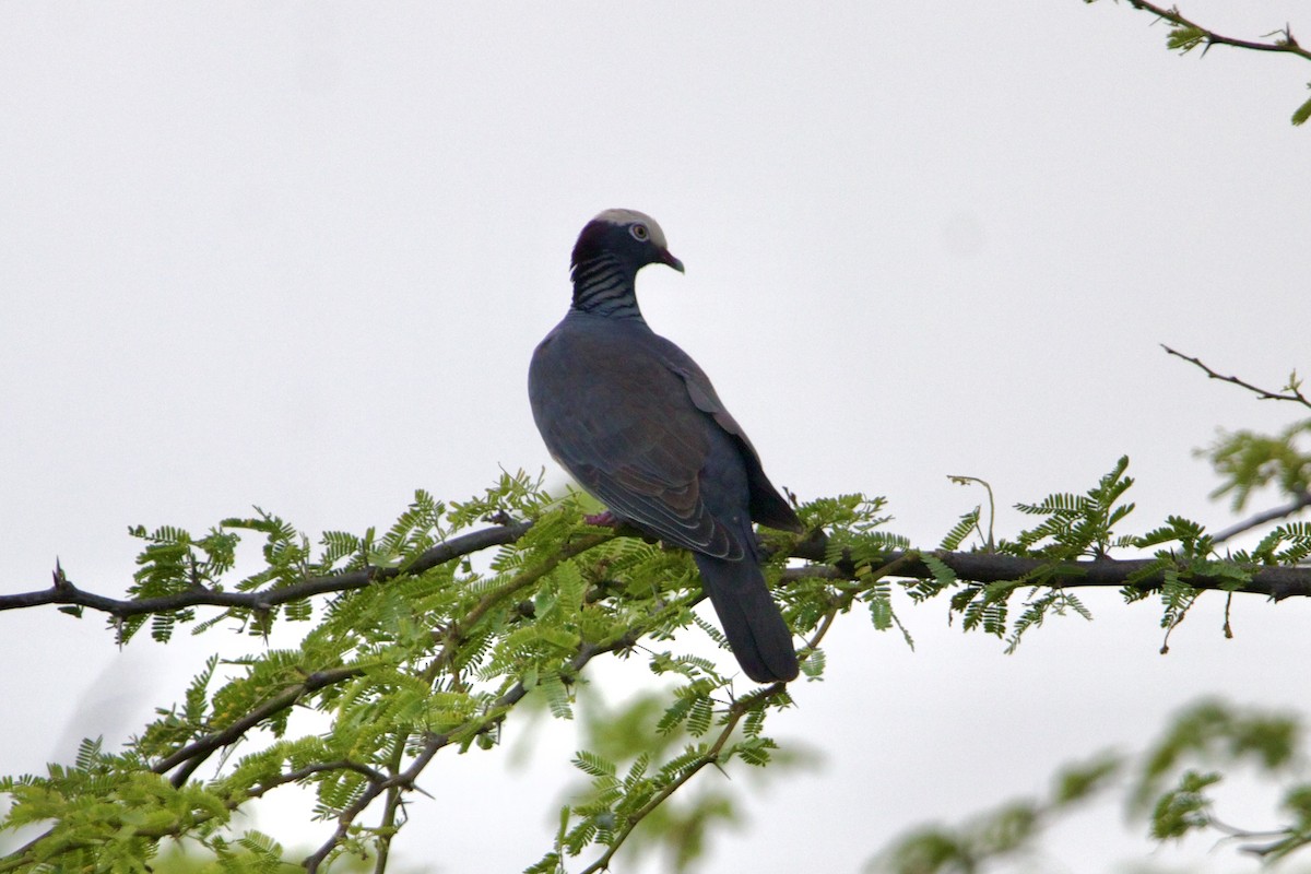 White-crowned Pigeon - ML617381758