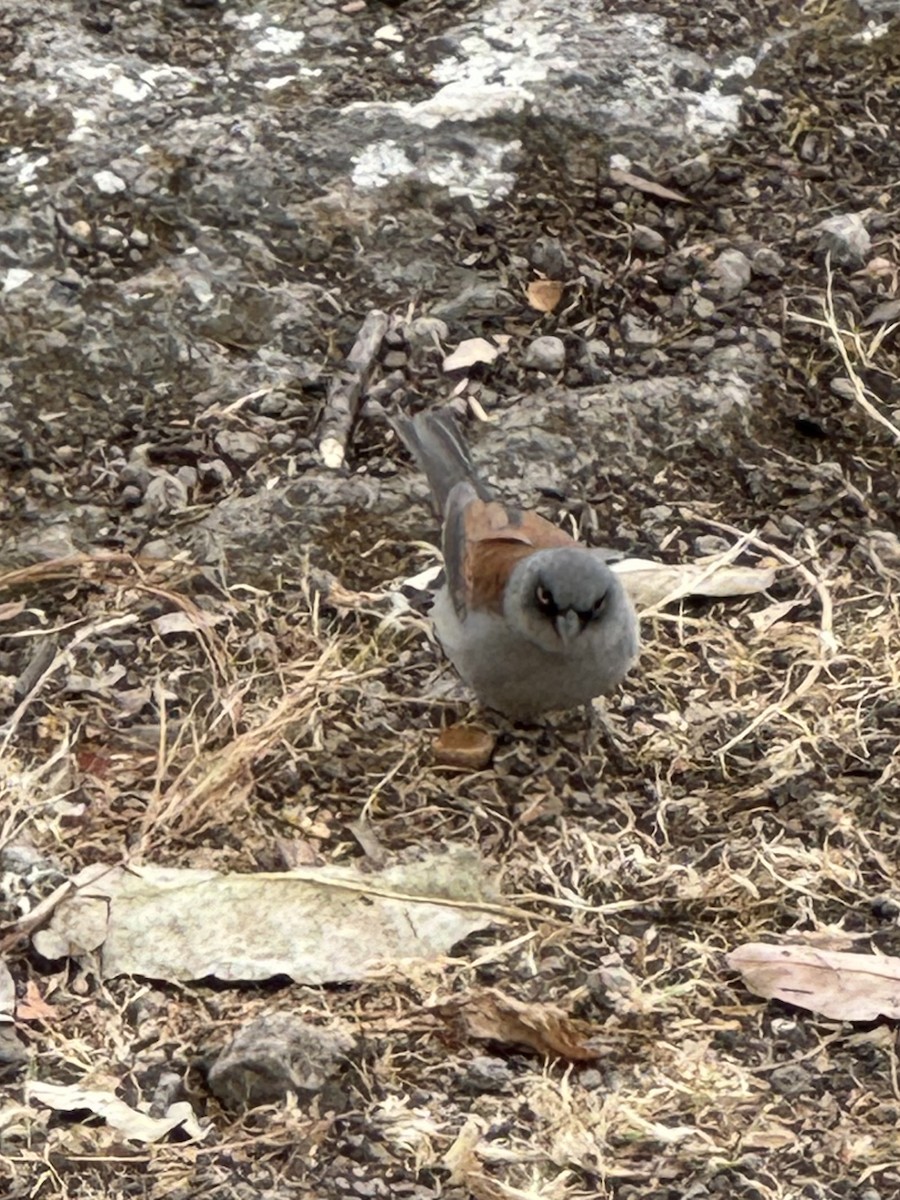 Yellow-eyed Junco (Mexican) - ML617381782