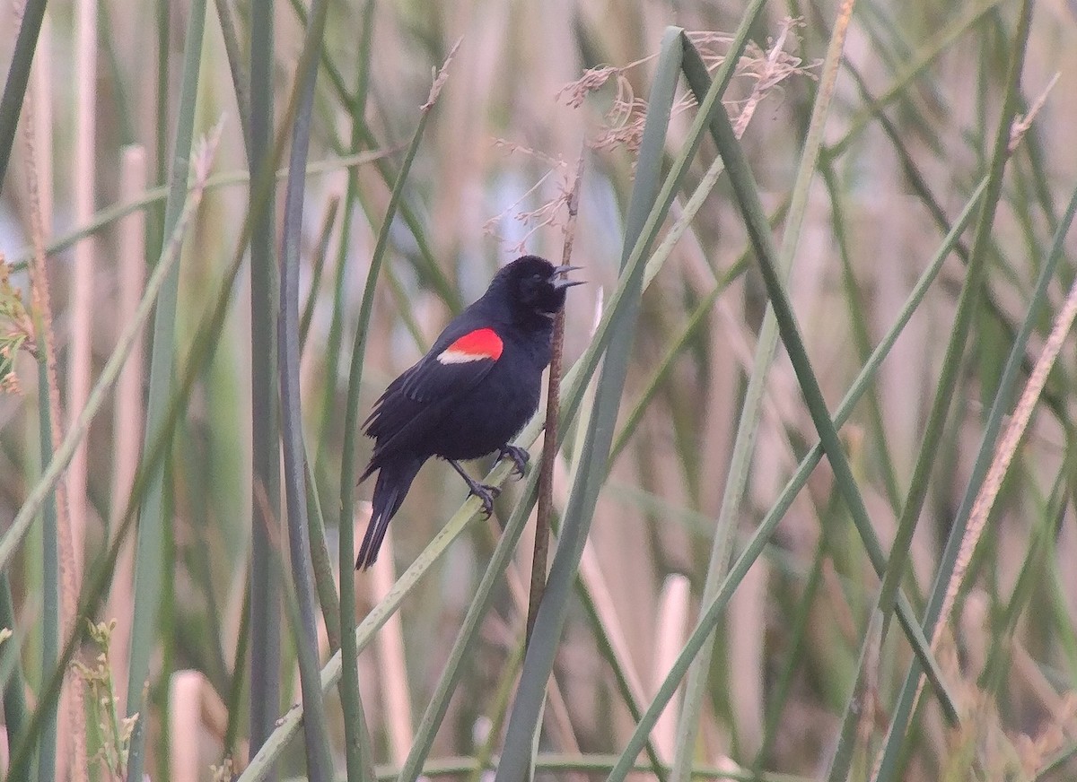 Red-winged Blackbird (Red-winged) - ML617381791
