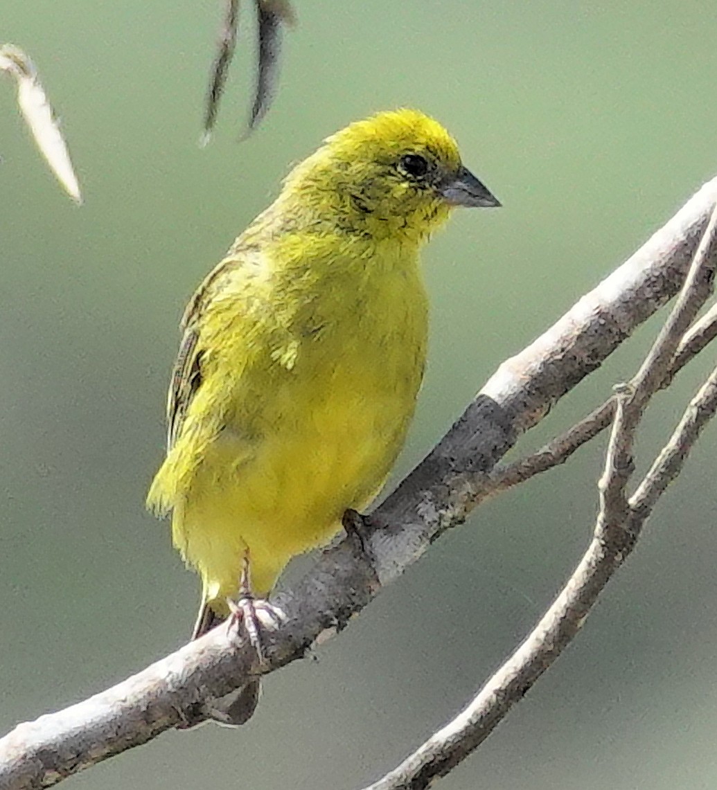 Stripe-tailed Yellow-Finch - Joey Kellner