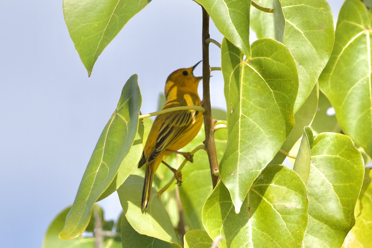 Yellow Warbler (Golden) - ML617381796
