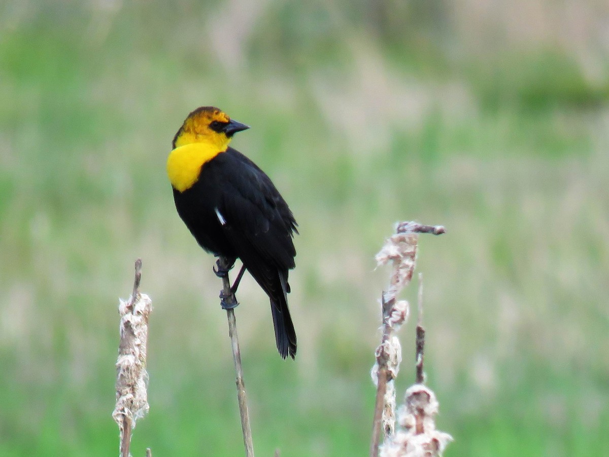 Yellow-headed Blackbird - Hendrik Herlyn