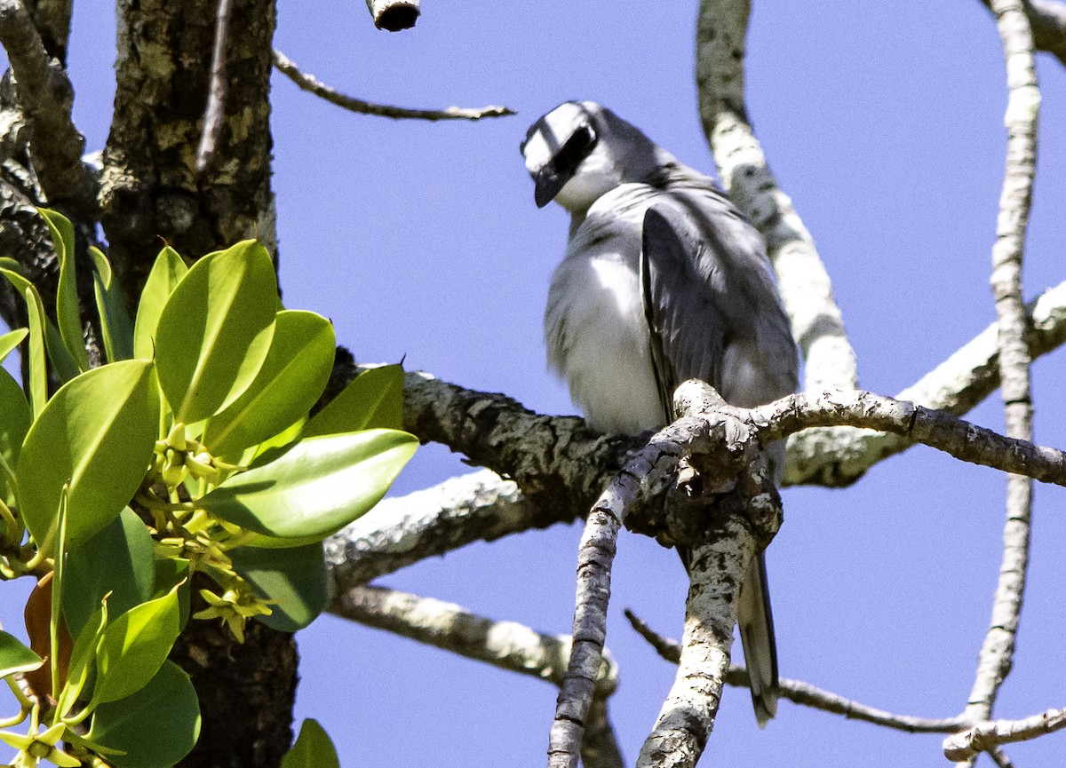 White-breasted Woodswallow - ML617381880